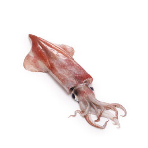 Fresh Squid 500g