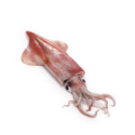 Fresh Squid 500g