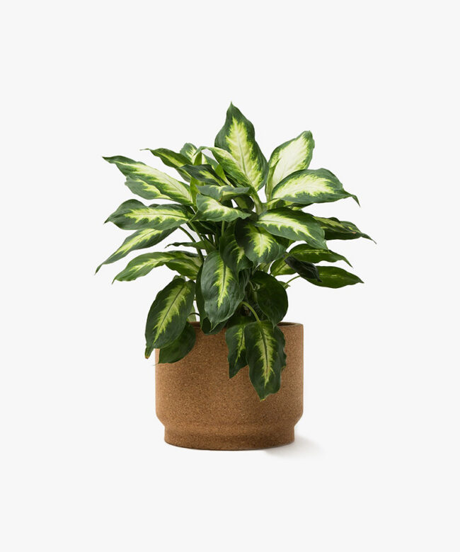 Decorative Terracotta Flower Pots