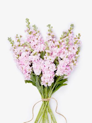 si non gravida tristique