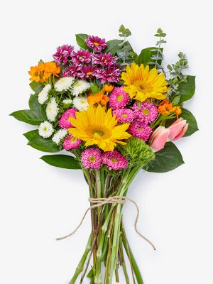 Aenean eget risus finibus